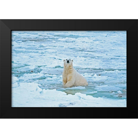 Canada-Manitoba-Churchill Polar bear in icy water Black Modern Wood Framed Art Print by Jaynes Gallery
