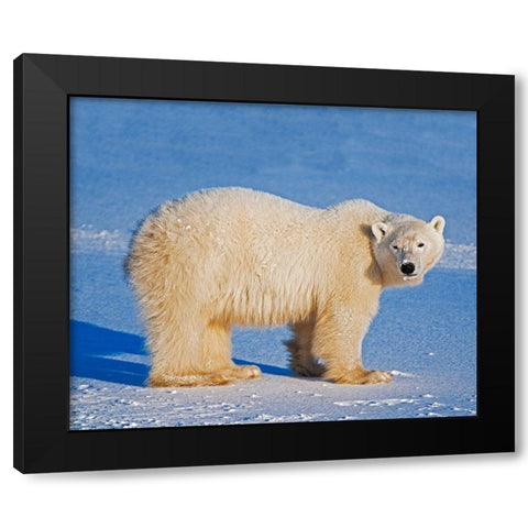 Canada-Manitoba-Churchill Polar bear standing on frozen tundra Black Modern Wood Framed Art Print with Double Matting by Jaynes Gallery