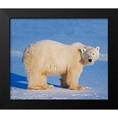 Canada-Manitoba-Churchill Polar bear standing on frozen tundra Black Modern Wood Framed Art Print by Jaynes Gallery