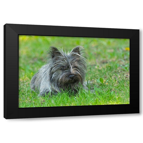 Canada-Manitoba-Winnipeg Pedigree Cairn terrier female close-up Black Modern Wood Framed Art Print by Jaynes Gallery