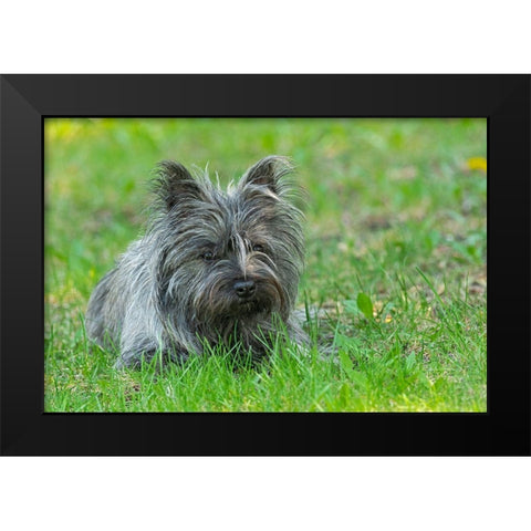 Canada-Manitoba-Winnipeg Pedigree Cairn terrier female close-up Black Modern Wood Framed Art Print by Jaynes Gallery