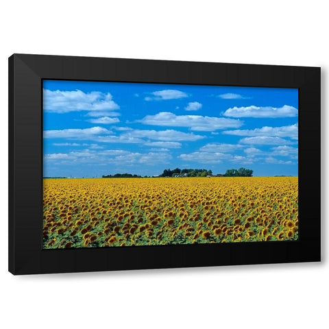 Canada-Manitoba-Altona Farm field with crop of sunflowers Black Modern Wood Framed Art Print by Jaynes Gallery