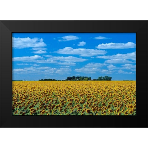 Canada-Manitoba-Altona Farm field with crop of sunflowers Black Modern Wood Framed Art Print by Jaynes Gallery