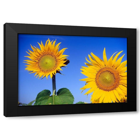 Canada-Manitoba-Altona Close-up of sunflowers Black Modern Wood Framed Art Print by Jaynes Gallery