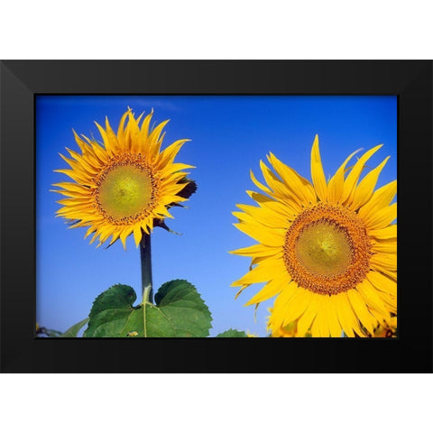 Canada-Manitoba-Altona Close-up of sunflowers Black Modern Wood Framed Art Print by Jaynes Gallery