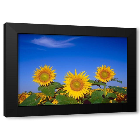 Canada-Manitoba-Altona Close-up of sunflowers Black Modern Wood Framed Art Print by Jaynes Gallery
