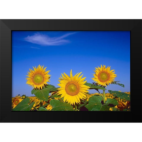 Canada-Manitoba-Altona Close-up of sunflowers Black Modern Wood Framed Art Print by Jaynes Gallery