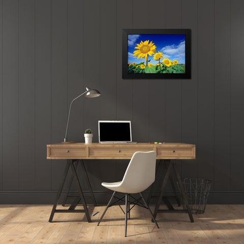 Canada-Manitoba-Altona Close-up of sunflowers Black Modern Wood Framed Art Print by Jaynes Gallery