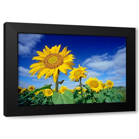 Canada-Manitoba-Altona Close-up of sunflowers Black Modern Wood Framed Art Print with Double Matting by Jaynes Gallery