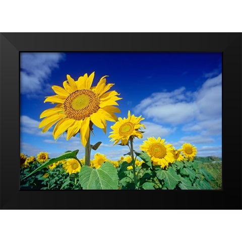 Canada-Manitoba-Altona Close-up of sunflowers Black Modern Wood Framed Art Print by Jaynes Gallery