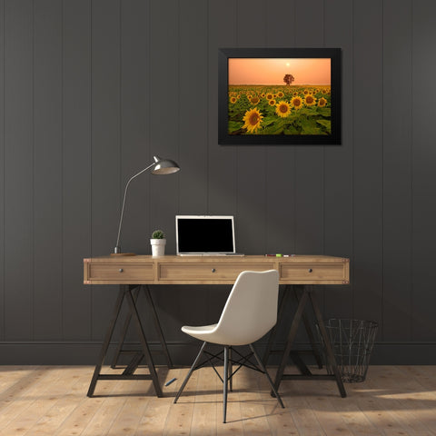 Canada- Manitoba- Dugald. Field of sunflowers and cottonwood tree at sunset. Black Modern Wood Framed Art Print by Jaynes Gallery