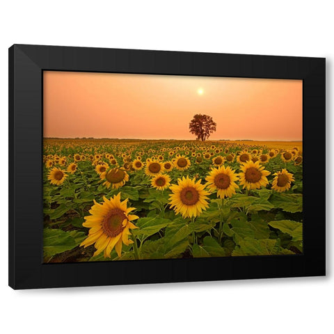 Canada- Manitoba- Dugald. Field of sunflowers and cottonwood tree at sunset. Black Modern Wood Framed Art Print with Double Matting by Jaynes Gallery