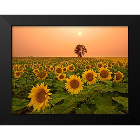 Canada- Manitoba- Dugald. Field of sunflowers and cottonwood tree at sunset. Black Modern Wood Framed Art Print by Jaynes Gallery