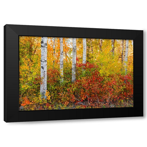 Canada- Manitoba. Autumn colors Hecla-Grindstone Provincial Park. Black Modern Wood Framed Art Print by Jaynes Gallery