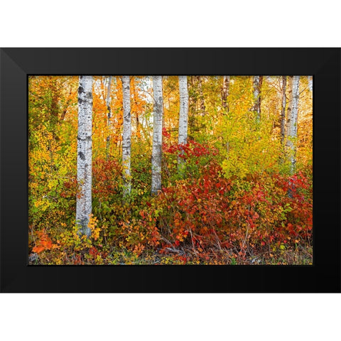 Canada- Manitoba. Autumn colors Hecla-Grindstone Provincial Park. Black Modern Wood Framed Art Print by Jaynes Gallery
