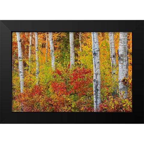 Canada- Manitoba. Autumn colors Hecla-Grindstone Provincial Park. Black Modern Wood Framed Art Print by Jaynes Gallery