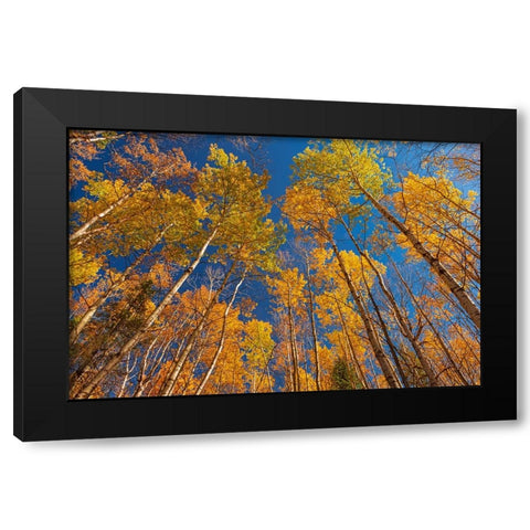 Canada- Manitoba- Duck Mountain Provincial Park. Yellow aspen trees leaves in autumn. Black Modern Wood Framed Art Print by Jaynes Gallery