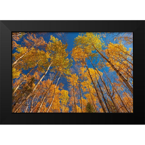 Canada- Manitoba- Duck Mountain Provincial Park. Yellow aspen trees leaves in autumn. Black Modern Wood Framed Art Print by Jaynes Gallery