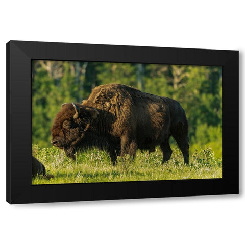 Canada- Manitoba- Riding Mountain National Park. Plains bison adult standing in grass. Black Modern Wood Framed Art Print by Jaynes Gallery