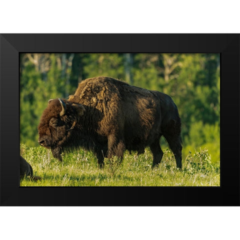 Canada- Manitoba- Riding Mountain National Park. Plains bison adult standing in grass. Black Modern Wood Framed Art Print by Jaynes Gallery