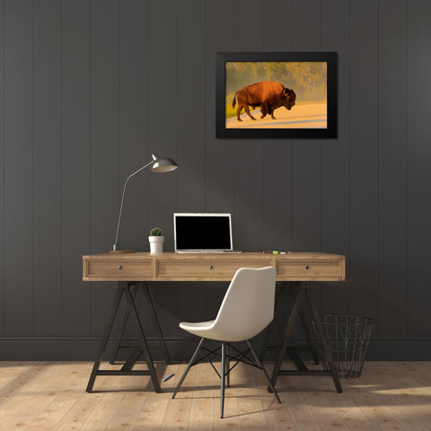 Canada- Manitoba- Riding Mountain National Park. Plains bison adult crossing road. Black Modern Wood Framed Art Print by Jaynes Gallery