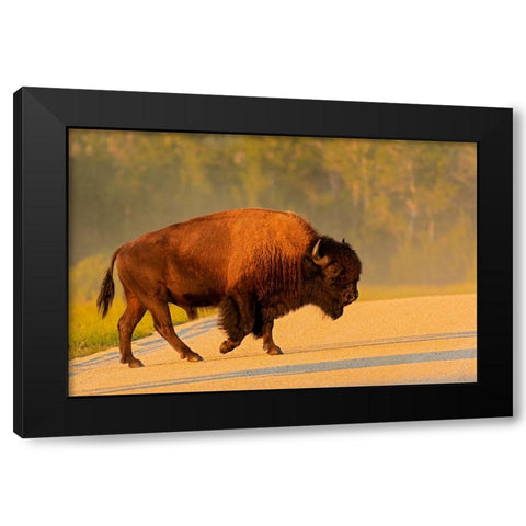 Canada- Manitoba- Riding Mountain National Park. Plains bison adult crossing road. Black Modern Wood Framed Art Print with Double Matting by Jaynes Gallery