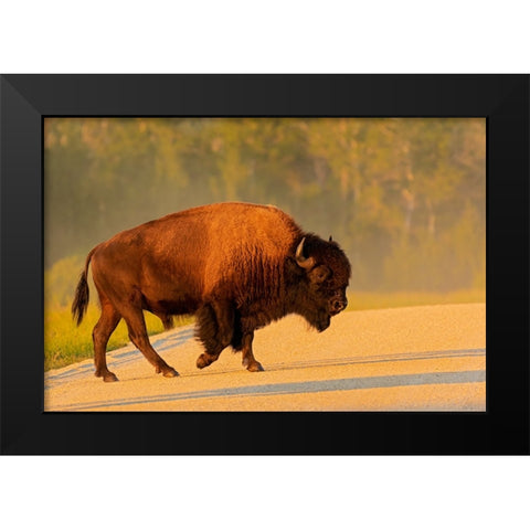 Canada- Manitoba- Riding Mountain National Park. Plains bison adult crossing road. Black Modern Wood Framed Art Print by Jaynes Gallery