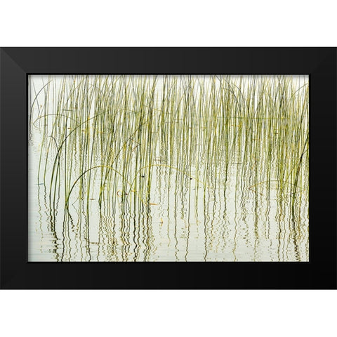 Canada- Manitoba- Wekusko Falls Provincial Park. Reeds reflect patterns in Wekusko Lake. Black Modern Wood Framed Art Print by Jaynes Gallery