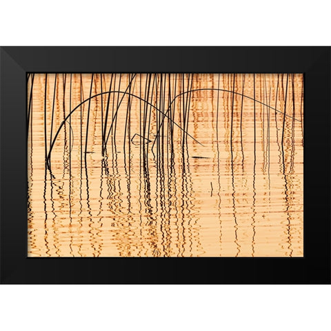 Canada- Manitoba- Wekusko Falls Provincial Park. Reeds reflect patterns in Wekusko Lake. Black Modern Wood Framed Art Print by Jaynes Gallery