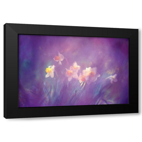 Canada, New Brunswick Abstract of daffodils Black Modern Wood Framed Art Print with Double Matting by Needle, Charles