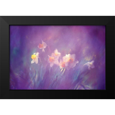 Canada, New Brunswick Abstract of daffodils Black Modern Wood Framed Art Print by Needle, Charles