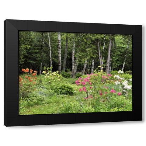 Canada, New Brunswick, garden and forest Black Modern Wood Framed Art Print with Double Matting by Anon, Ellen