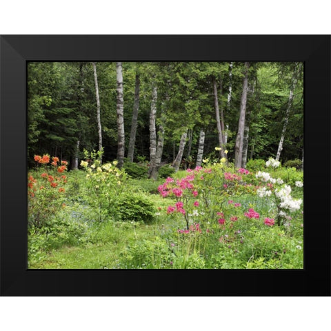 Canada, New Brunswick, garden and forest Black Modern Wood Framed Art Print by Anon, Ellen