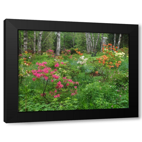 Canada, New Brunswick, garden and forest Black Modern Wood Framed Art Print by Anon, Ellen