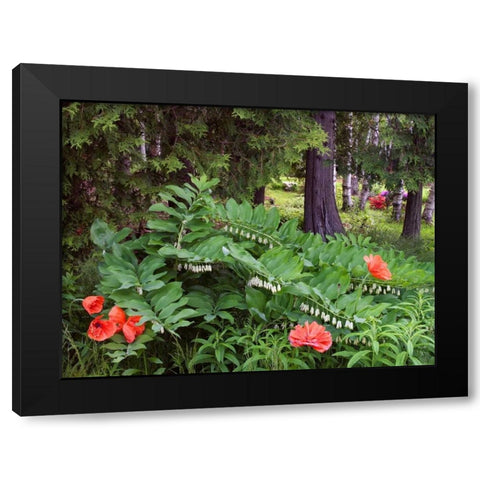 Canada, New Brunswick Wildflowers Black Modern Wood Framed Art Print by Anon, Ellen