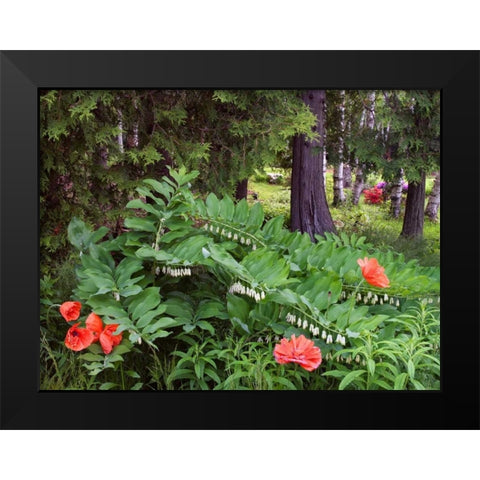 Canada, New Brunswick Wildflowers Black Modern Wood Framed Art Print by Anon, Ellen