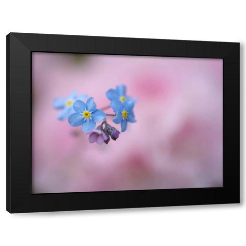 Canada, New Brunswick Forget-me-not flowers Black Modern Wood Framed Art Print by Anon, Ellen