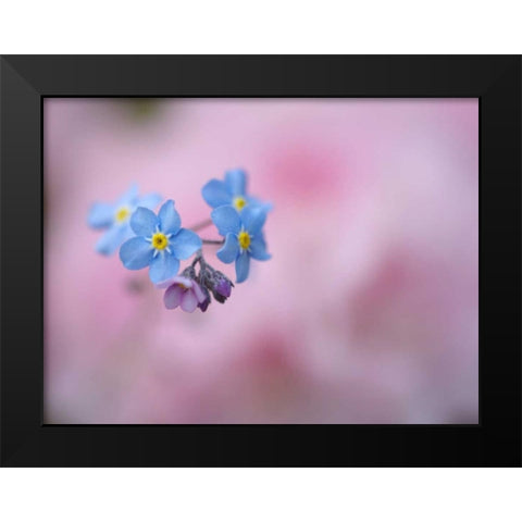 Canada, New Brunswick Forget-me-not flowers Black Modern Wood Framed Art Print by Anon, Ellen