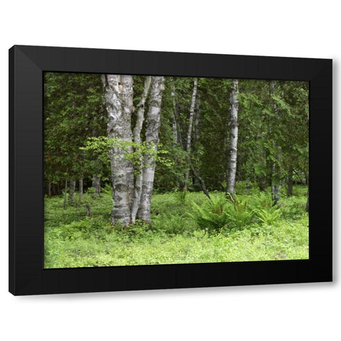 Canada, New Brunswick Forest scenic Black Modern Wood Framed Art Print by Anon, Ellen