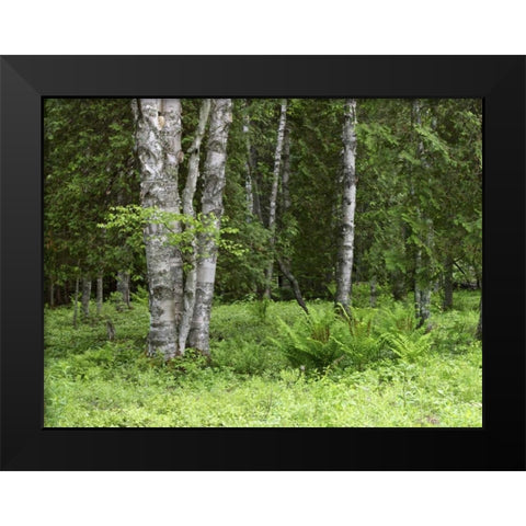 Canada, New Brunswick Forest scenic Black Modern Wood Framed Art Print by Anon, Ellen