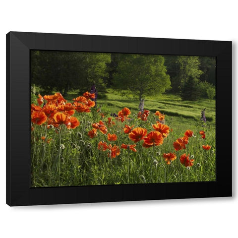 Canada, New Brunswick Poppies and forest Black Modern Wood Framed Art Print by Anon, Ellen