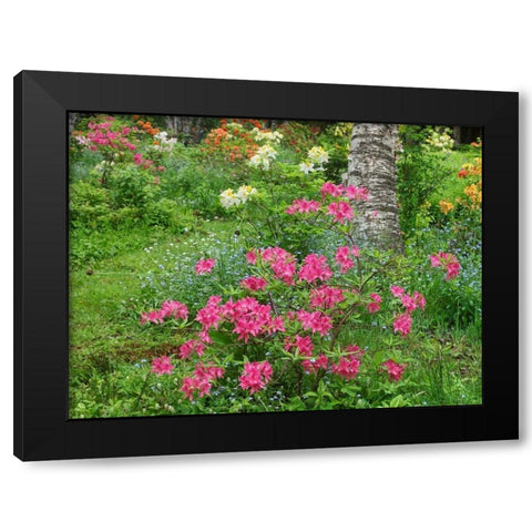 Canada, New Brunswick, Garden flowers Black Modern Wood Framed Art Print with Double Matting by Anon, Ellen