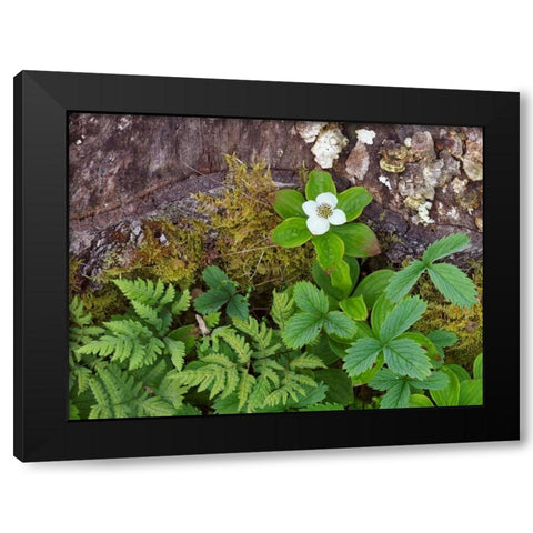 Canada, New Brunswick Plants on forest floor Black Modern Wood Framed Art Print with Double Matting by Anon, Ellen