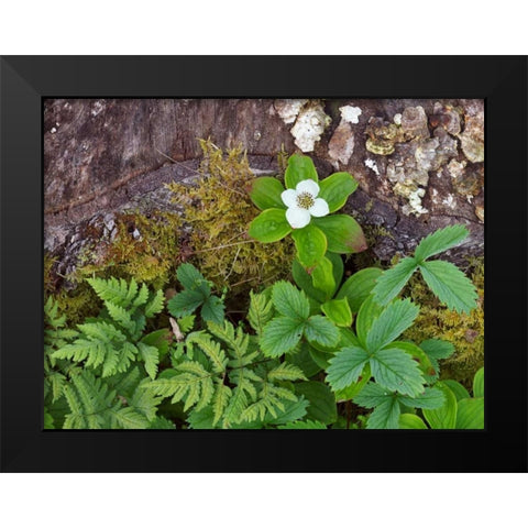 Canada, New Brunswick Plants on forest floor Black Modern Wood Framed Art Print by Anon, Ellen