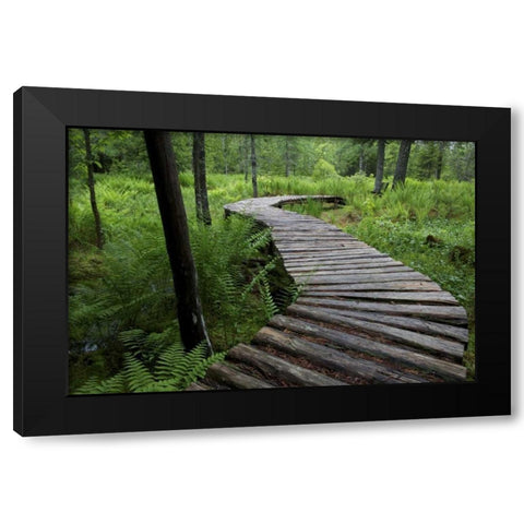 Canada, New Brunswick Log walkway in forest Black Modern Wood Framed Art Print by Anon, Ellen