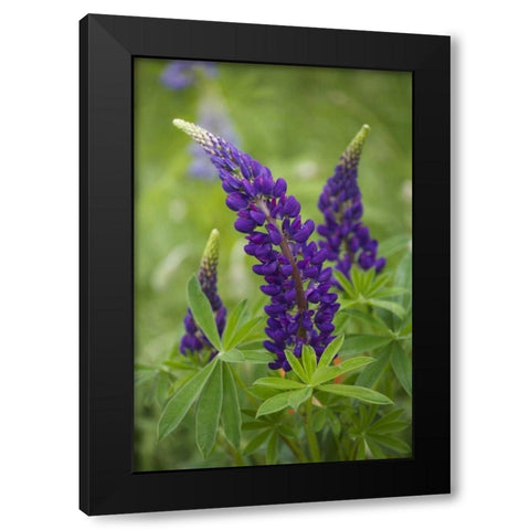 Canada, New Brunswick Lupine flowers Black Modern Wood Framed Art Print with Double Matting by Anon, Ellen