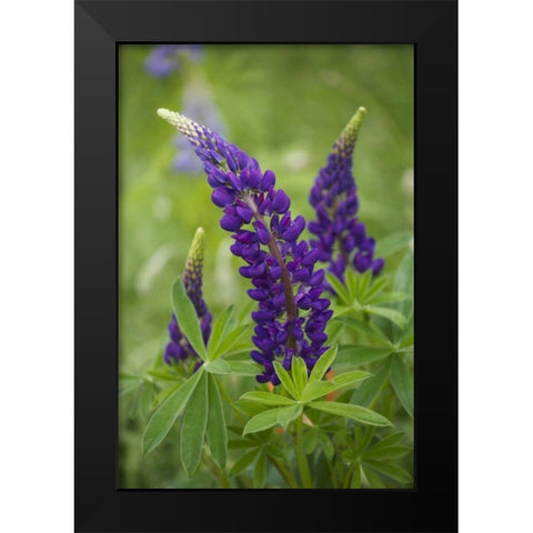 Canada, New Brunswick Lupine flowers Black Modern Wood Framed Art Print by Anon, Ellen