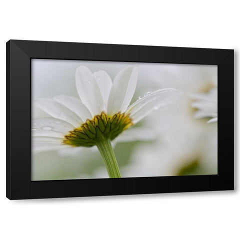 Canada, New Brunswick Daisy flower Black Modern Wood Framed Art Print with Double Matting by Anon, Ellen