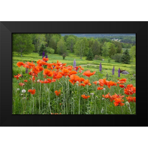 Canada, New Brunswick Landscape with wildflowers Black Modern Wood Framed Art Print by Anon, Ellen