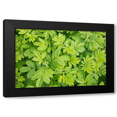 Canada, New Brunswick Leafy vegetation Black Modern Wood Framed Art Print by Anon, Ellen